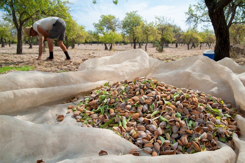 Natural almonds 500g