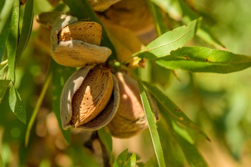 Natural almonds 500g