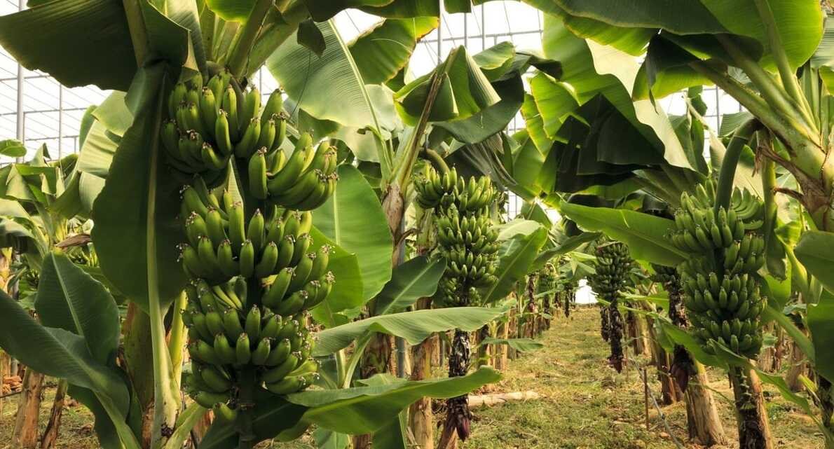 Trockenfrüchte Bery Jones Bananenscheiben 750g sortenrein