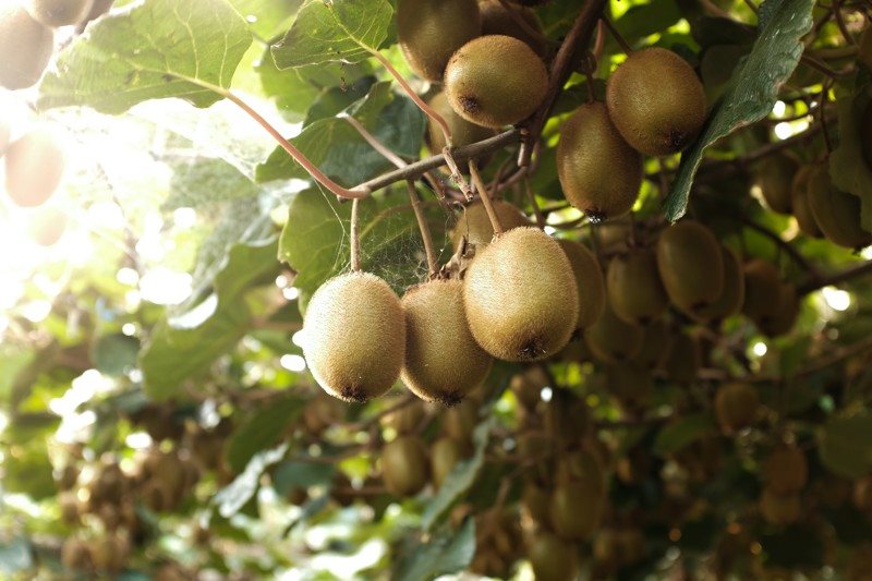 Bery Jones Kiwi plátky 500g