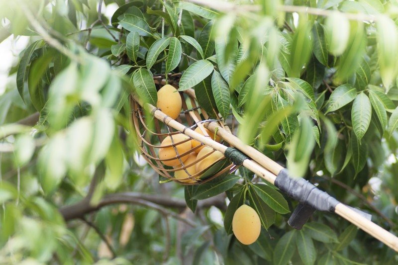 Bery Jones Mango-Scheiben gefriergetrocknet 100g