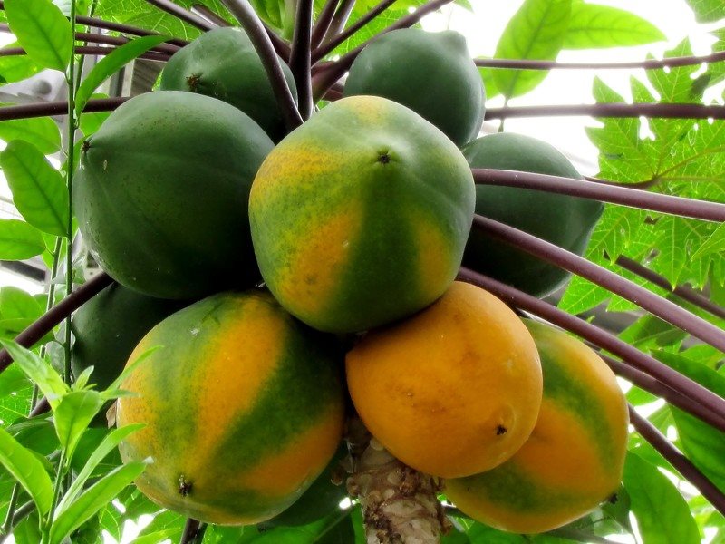 Bery Jones Papayawürfel natur 500g