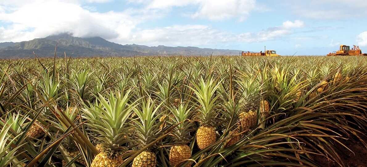 Gefriergetrocknete Früchte Bery Jones Pineapple gefriergetrocknet 110g sortenrein