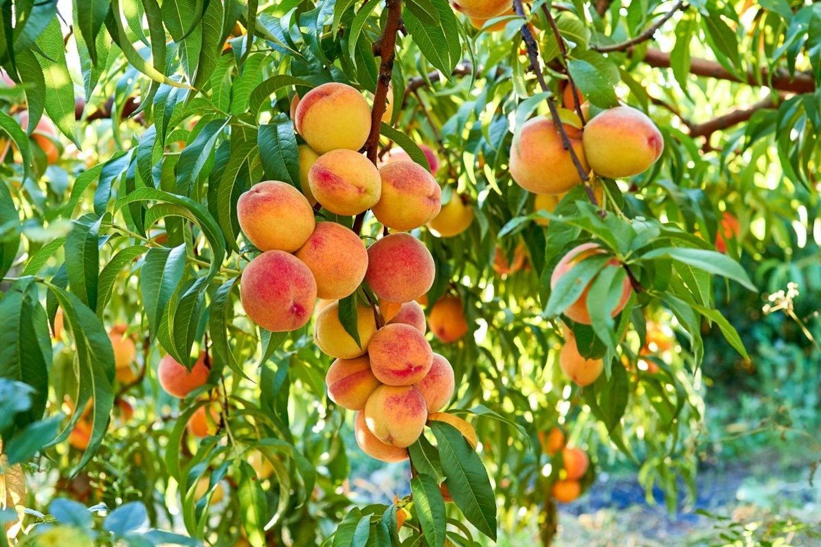 Gefriergetrocknete Früchte Bery Jones Pfirsichscheiben gefriergetrocknet 150g sortenrein