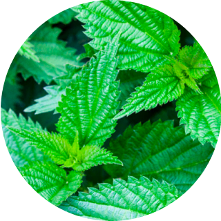 CannaCare CBD Relax Capsules 51% CannaCare CBD Relax Capsules 51%
