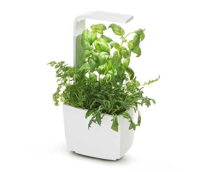 TREGREN T3 Kitchen Garden