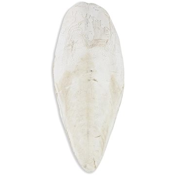 

Akinu Sépiová kost volně 1 kg 20-25 cm