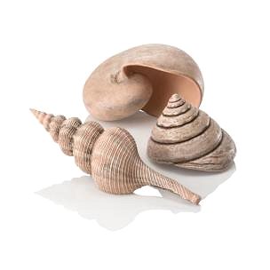 

biOrb sea shells přírodní