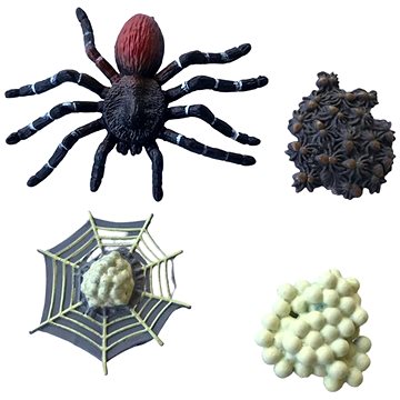 

Animal Life Životní cyklus Tarantule