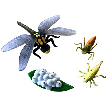 

Animal Life Životní cyklus Vážky