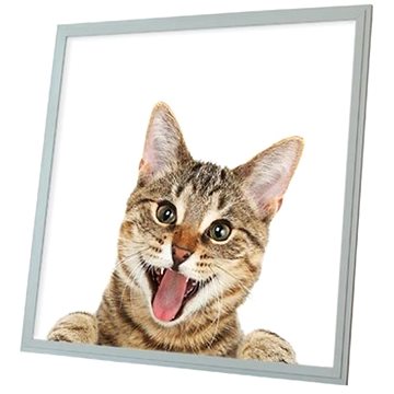 

Ortus LED panel s motivem kočka, 60 × 60 cm