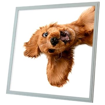

Ortus LED panel s motivem pes, 60 × 60 cm