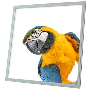 

Ortus LED panel s motivem papoušek, 60 × 60 cm