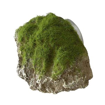 

Ebi Aqua Della mechem zarostlý kámen s přísavkami XS 9 × 6 × 6,5 cm
