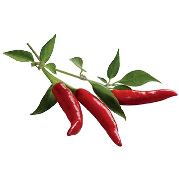 Click And Grow Chilli Paprička - Sazenice