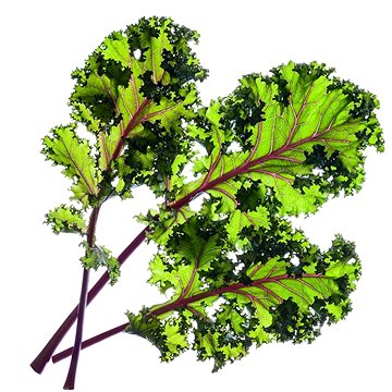 

Click and Grow Červená kapusta