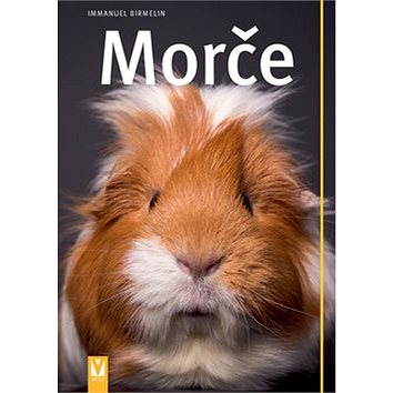 

Morče