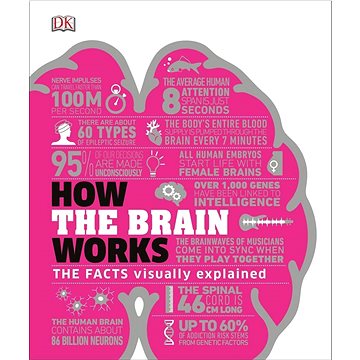 

How the Brain Works: The Facts Visually Explained