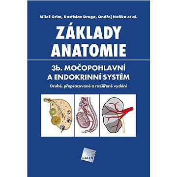

Základy anatomie 3b.: Močopohlavní a endokrinní systém