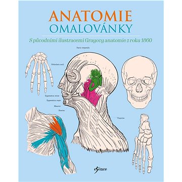 

Anatomie omalovánky
