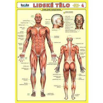 

Lidské tělo