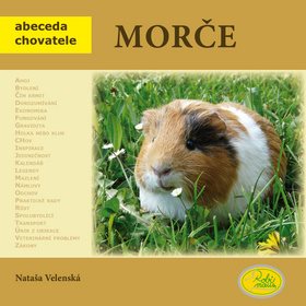 

Morče