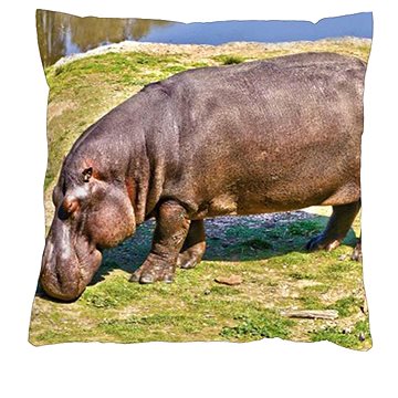 

4sleep Povlak na polštář 40 × 40 cm, na zip velur - Hroch