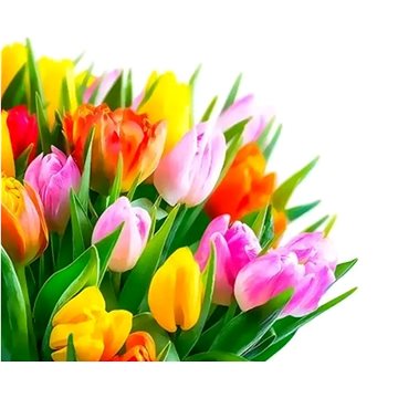 

Gaira Tulipány M3498YD