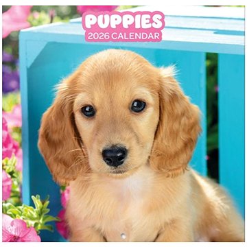 Animals : Puppies - Nástěnný kalendář 2026