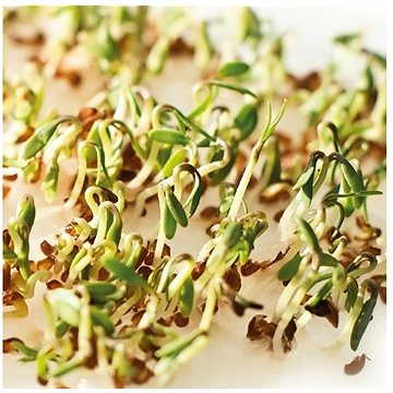 

Gusta Garden Microgreens Cress (Řeřicha) 4ks