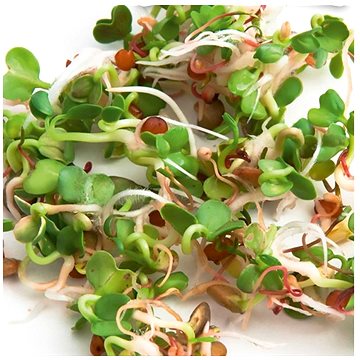 

Gusta Garden Microgreens Ruca Rocket (Roketa setá) 1ks