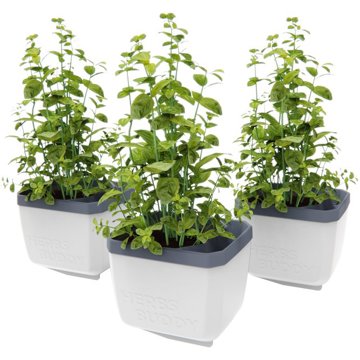 

Gusta Garden HERBS BUDDY samozavlažovací, bílý, 3 ks