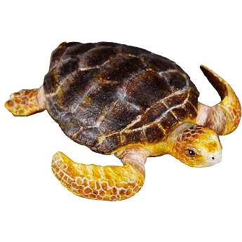 

COLLECTA Kareta obecná
