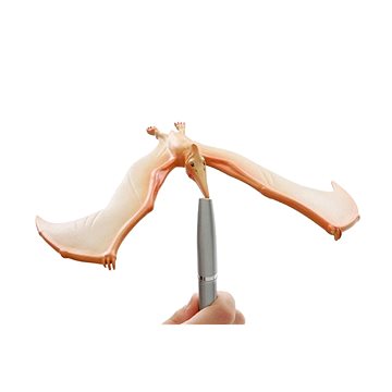 

Brainstorm Toys Úžasný balancující Pteranodon