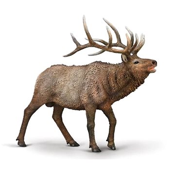 

Collecta Jelen Wapiti