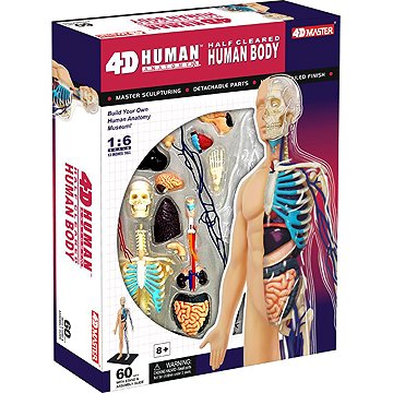 4D Master Anatomický 4D model člověka - Lidské tělo 1:6 (poloprůhledné)