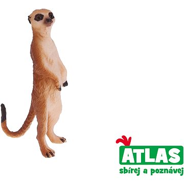 

Atlas Surikata