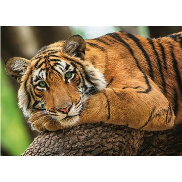 

Trefl Puzzle Tygří portrét 500 dílků