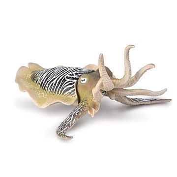 

Collecta Sépie obecná
