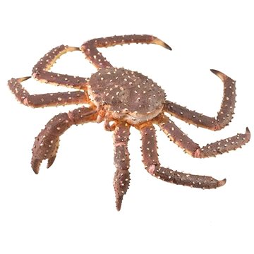 

Collecta Krab královský
