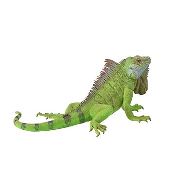 

Collecta Leguán
