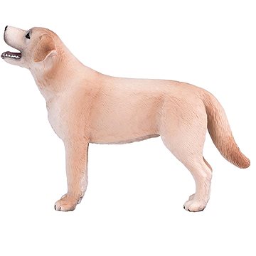 

Mojo - Labradorský retrívr