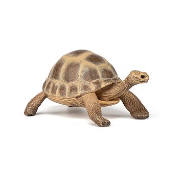 

PAPO Želva Hermannova