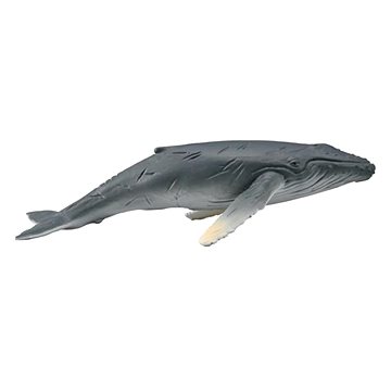 

Collecta keporkak mládě