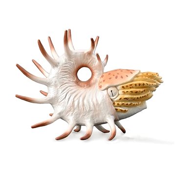 

Collecta Cooperoceras