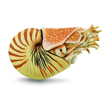 

Collecta Loděnka hlubinná