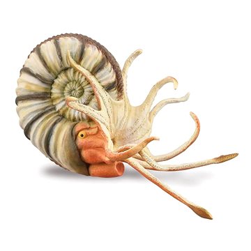 

Collecta Pleuroceras