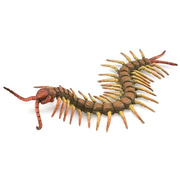 

Collecta stonožka