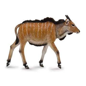 

Collecta antilopa Derbyho mládě