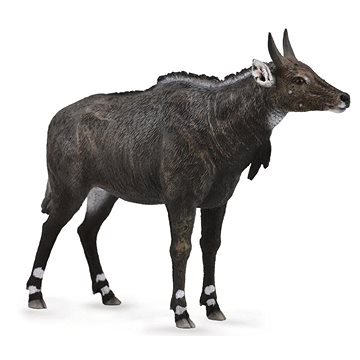 

Collecta antilopa Nilgai